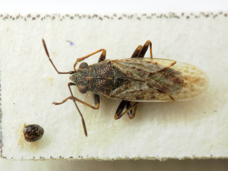 Nysius cymoides (Spinola, 1837)